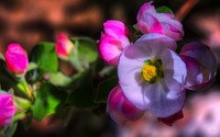 First-apple-blossom