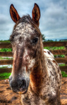 Horse-ii