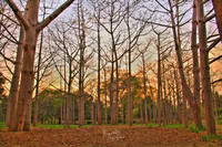 Into-the-forest-