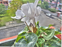 Cyclamen