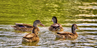 Quack-