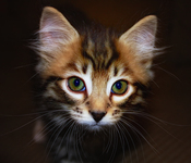 Angry-kitty