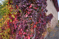 Red-leaves-