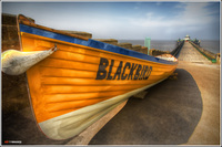 Blackbird