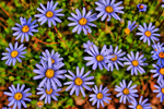 Flores-do-meu-jardim
