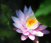 Lotus-under-lillypad