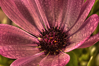 Rain-daisy