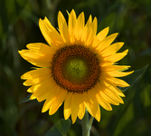 The-sunflower-
