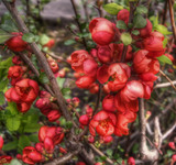 Experiment-with-flowers