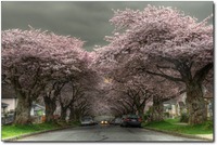 -sakura-