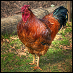 Young-rooster-dresdner-