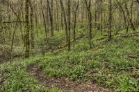 Nature-s-carpet-at-cedar-sink