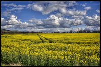 Rapeseed-field