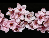Spring-flowers