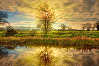 Burning-bush