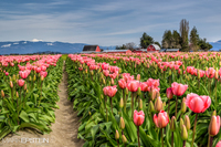 Skagit-tulip-festival