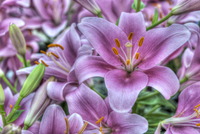Spring-flower