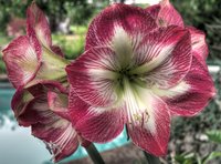 Flower-of-spring