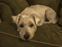 Toby-s-new-doo