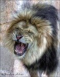 King-of-the-zoo