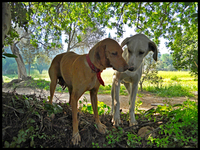 My-two-dogs-bid-me-farewell-