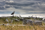 Ebey-s-landing-heron
