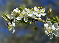 Cherry-plum-blossom