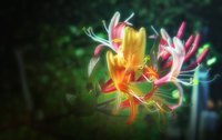 Honeysuckle