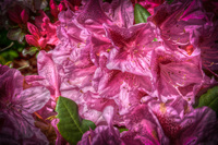 My-rhododendrons