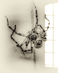 Spider