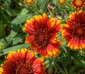 Orange-flower