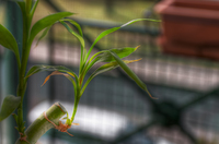 Small-bamboo