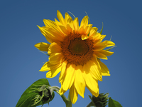 Just-another-sunflower