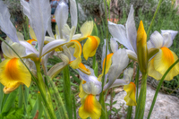 Iris