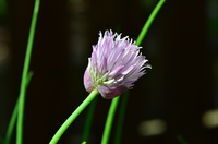 Chive-blossom