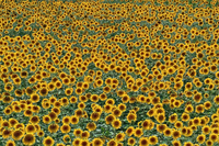 How-many-