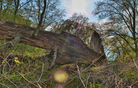 Treesomething