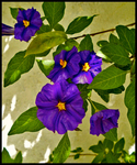 Pleasing-purple-pleasure