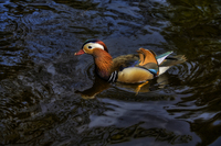 Mandarin-duck
