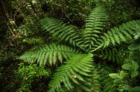 Rainforest-fern
