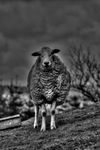 Welsh-sheep