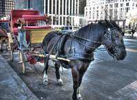 Central-park-horse-carriage