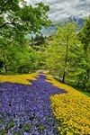 The-way-of-violets