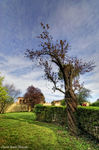 The-old-tree