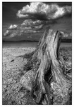 Legrande-stump-5