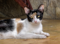 Mrs-cat