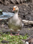 The-goose