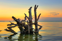 Longboat-key-tree