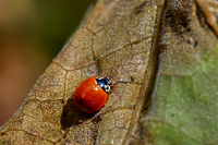 Ladybird