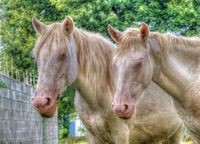Albino-horses
